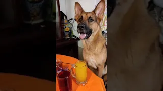 lo mejores videos de Snapy6065 🐶💖🧒