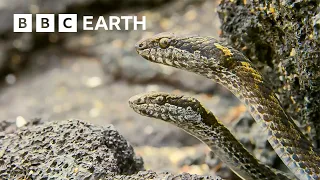 Greatest Fights In The Animal Kingdom: Part 3 | BBC Earth