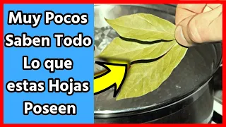 3 Hojas de Laurel y una taza de agua todo esto hace a tu cuerpo
