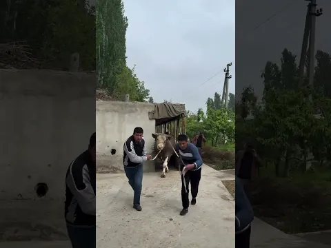 Buqaga nechchi