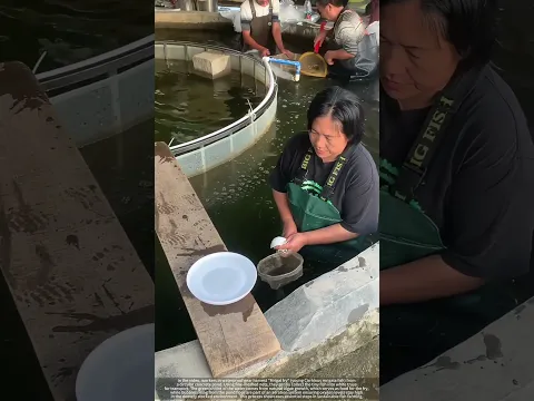 Green Water, Bubbling Ponds : Inside a High-Tech Fish Nursery