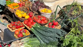 حصاد 13 من مزرعة البيت 🧺🤩🌿