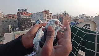 Lal kabutar pakad liya Sani bhai ne#kabootarlovers # Pakda Lal