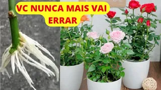 Como fazer Mudas de rosas 100% de SUCESSO