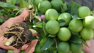 ¿Quieres tener un Planta de Limón llena de Frutos? Aquí Te revelo el Secreto - Limonero en Maceta