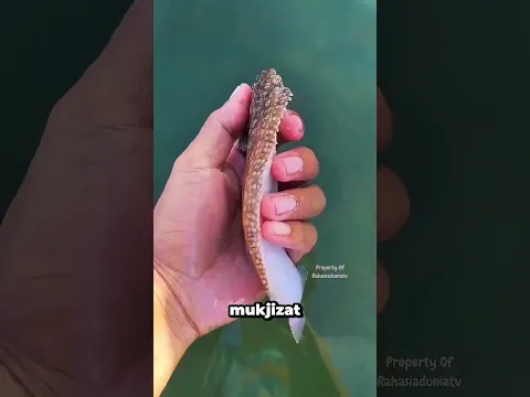 Ikan Yang Menjadi Saksi Mukjizat Nabi Musa