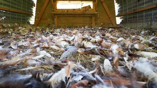 Our neighbor's dogs killed all our chickens. This is how we responded.