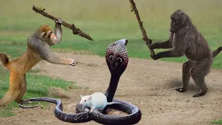 OMG! Capuchin Monkey Rescue Baby Mouse From Snake Swallowing After Mother Mouse Panic Run Away