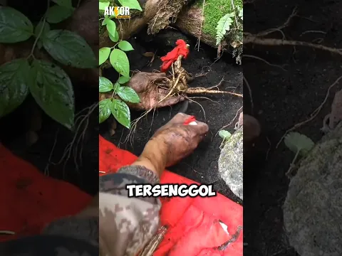 Panen akar gingseng😱 #petani #pertanian #gingseng