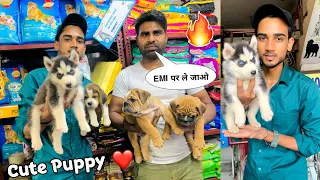 Cheapest Dogs Market In Delhi NCR | english bulldog  | Dog in Cheap Price | Dog market