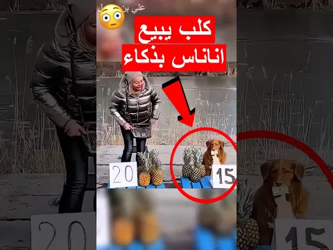هذا الكلب باع كل الأناناس بدماغه 😳 #shorts #shortvideo #shortsviral