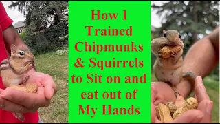 how I trained chipmunks and squirrels to sit on and eat out of my hands