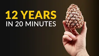 I Filmed Plants For 12 Years