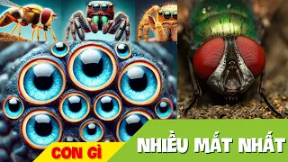 NHỮNG LOÀI VẬT CÓ NHIỀU MẮT NHẤT MÀ GIỜ MỚI BIẾT | MEOW STORY 1610