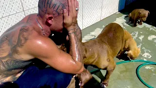 NASCEU OS FILHOTES DO EL TORO LOKO | Dragons Pit Kennel