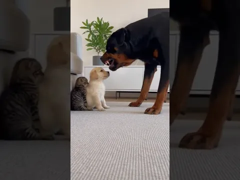 Rottweiler and Cute Tiny Kitten Playing