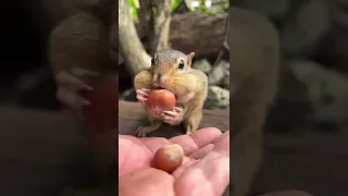 Welcome to my chipmunk village TikTok live 10-12-2022