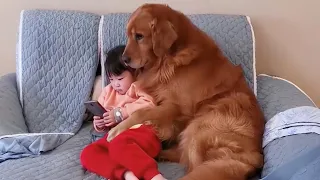 El Golden Retriever que se convirtió en el guardaespaldas más fiel… hasta que el peligro llegó 🐾