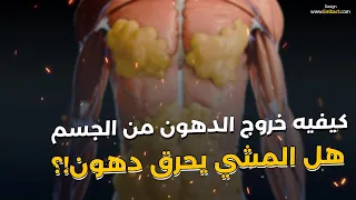 كيفيه خروج الدهون من الجسم !؟ هل المشي يحرق دهون!؟
