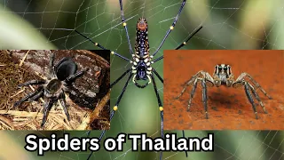 Spiders of Thailand #spiders #animals #facts
