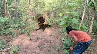 Bengali tiger watching at jungle #youtube #tiger #bengali