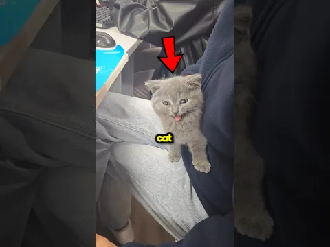 Never Bring Your Cat To School 🐈 Part 2