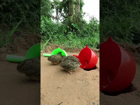 Amazing Bird Trap Using plastic resin #shorts #create #traps