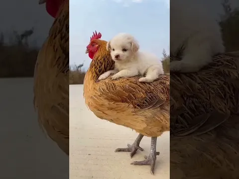A beautiful moment #1772 - #shorts, #dog, #cutepets , #viral