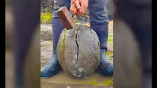 Opening Prehistoric Secrets: Insane Fossil Finds You Won't Believe!