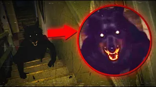 ANIMALES ACTUANDO DE MANERAS MUY PERTURBADORAS Y EXTRAÑAS