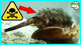 Caracol Cono Geógrafo Así Es Su Letal Veneno - 100%JC