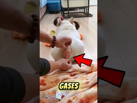 #babifreitas