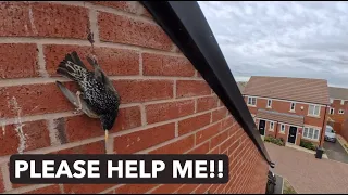 A starling - hanging by its leg