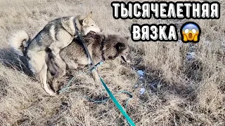 Вязка СТОЛЕТИЙ ‼️ Канадская волчица VS Западносибирская лайка. Строго 🔞