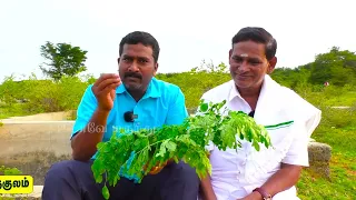 சளி, இருமல், வீசிங், ஆஸ்துமா குணமாக முருங்கை யீர்க்கை, வாரம் 4 நாள் சாப்பிட வேண்டும்