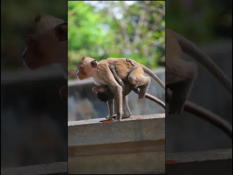 Baby monkey hugs mother, does not escape #adorablemonkeypark