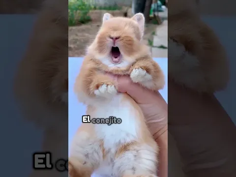 Un conejito bebé abandonado #animales #shorts