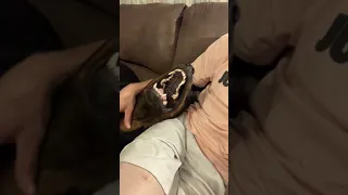 Trying to watch tv with my growling Rottweiler bear