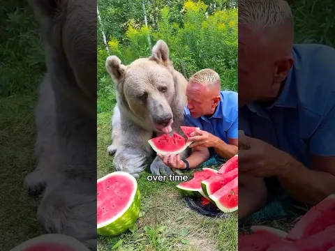 The little bear seeks help from humans #animals #love #shorts