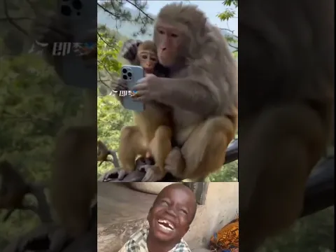 time for disciplined monkey #funny