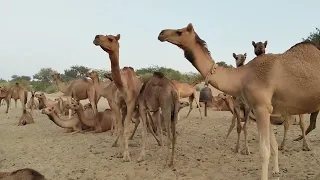 مع مجموعة من الجمال في الصحراء