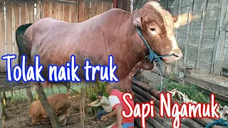 Sapi qurban Ngamuk Brutal Lihat Istri Mbah Rabit Menangis