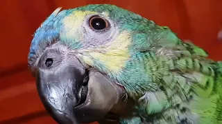 UN RATO CON CARLITOS -El carlitos loro