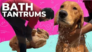PeaNut Golden Retriever's HILARIOUS Tantrums During Bath Time!