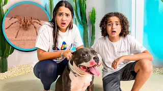 UMA ARANHA VENENOSA PICOU NOSSO CACHORRINHO ZAION !!!