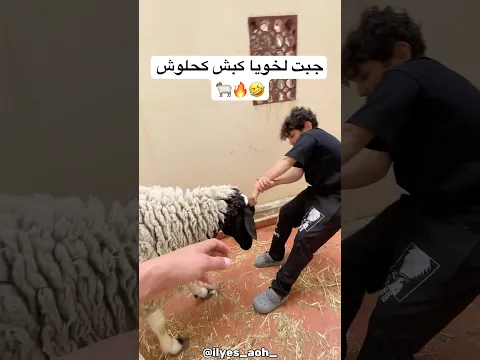 كبش كحلوش فالدار 🤣🔥