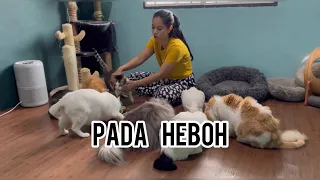 HURU HARA ANABUL MAMI OWIE