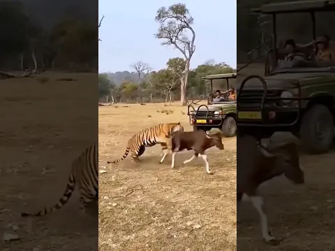 Will anyone rescue the gaur calf from the tiger?