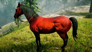 MAXWHIS CONSIGUE ALGO LEGENDARIO | RED DEAD REDEMPTION 2