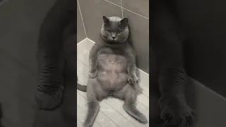 The best funny animal videos of 2021 -2022🤣 try not to laugh
